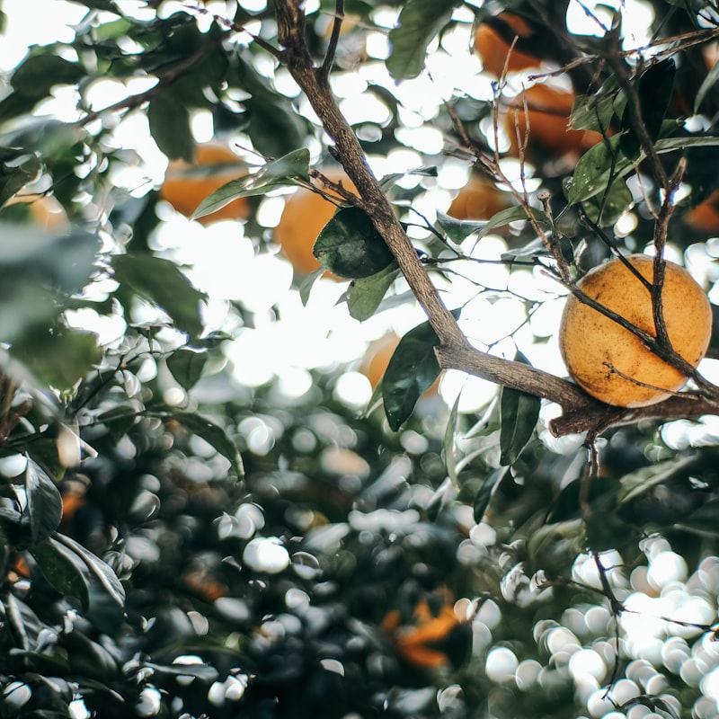 Local Pest Control Experts in Citrus County Florida